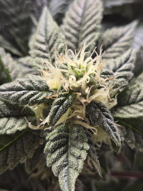 🏀 Papayton🏀. Week 15