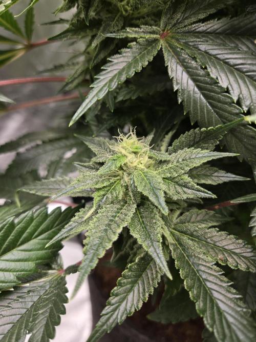 🍋Lemon Mandarine🍊. Week 16