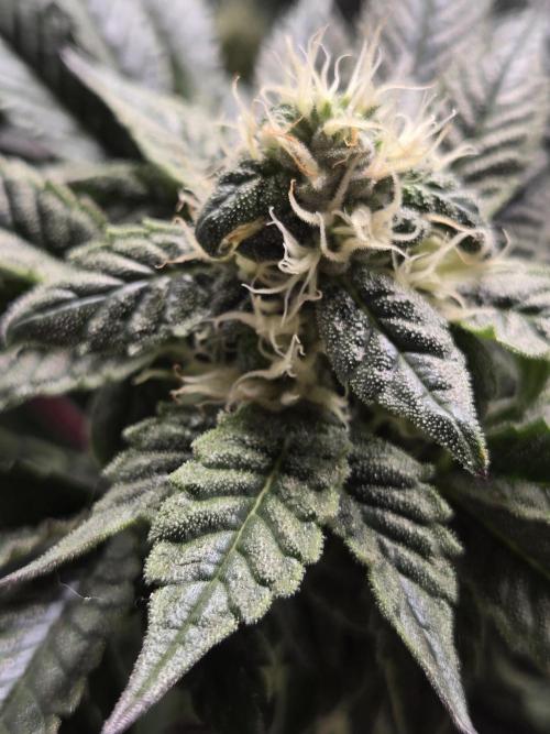 🏀 Papayton🏀. Week 15