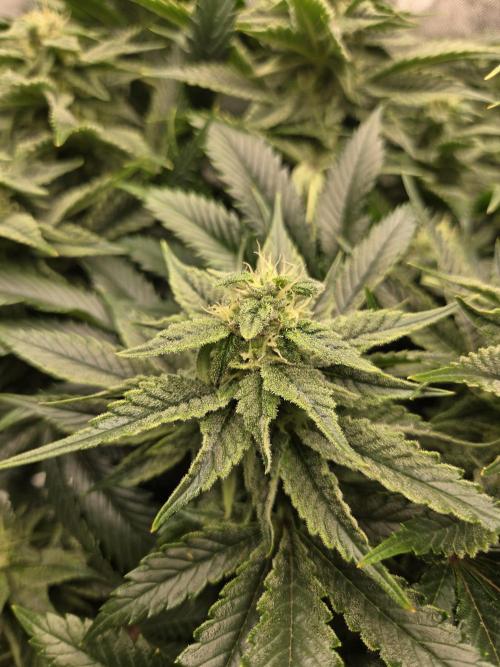 🍋Lemon Mandarine🍊. Week 16