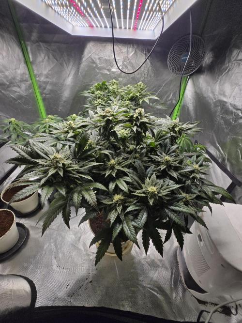 🏀 Papayton🏀. Week 15