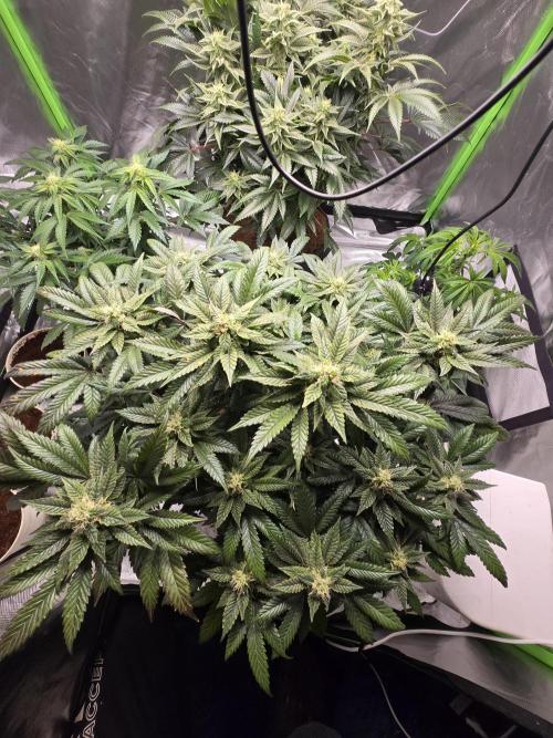 🏀 Papayton🏀. Week 15