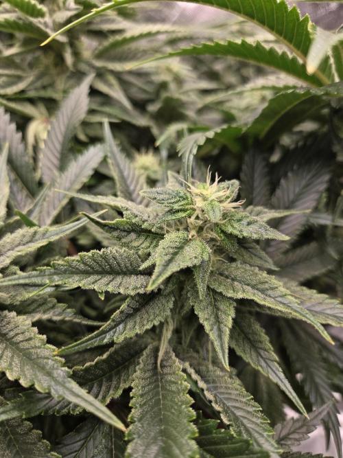 🍋Lemon Mandarine🍊. Week 16