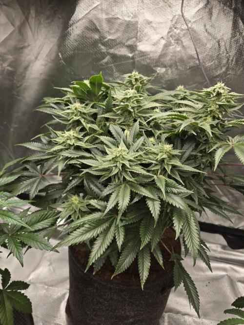 🍋Lemon Mandarine🍊. Week 16