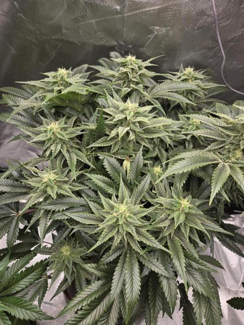 🍋Lemon Mandarine🍊. Week 16