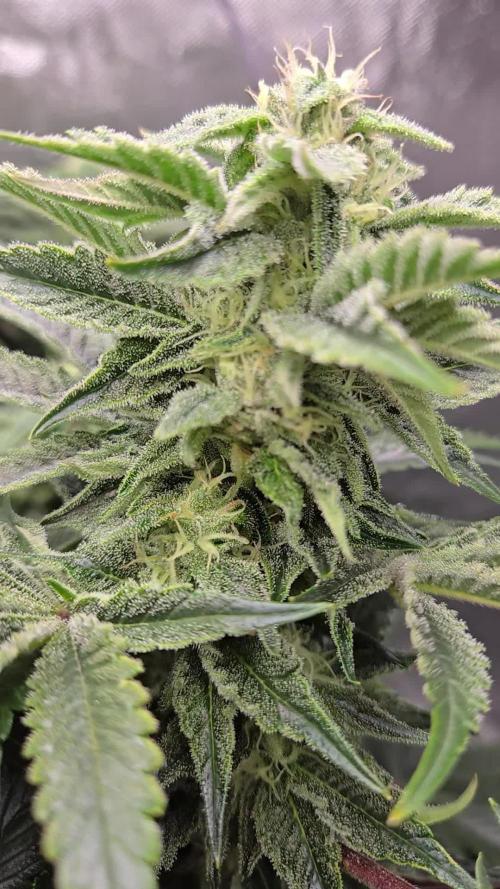 🍋Lemon Mandarine🍊