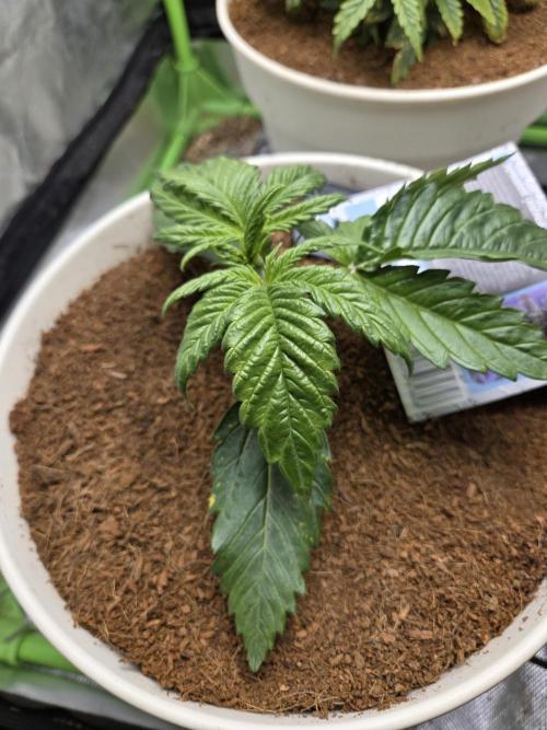 Permanent Jealousy XL Auto. Week 3