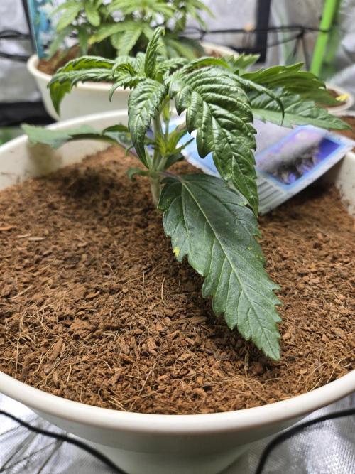 Permanent Jealousy XL Auto. Week 3