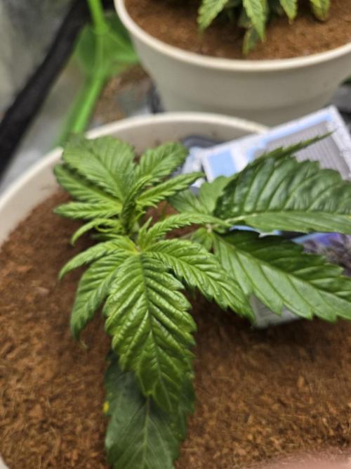 Permanent Jealousy XL Auto. Week 3