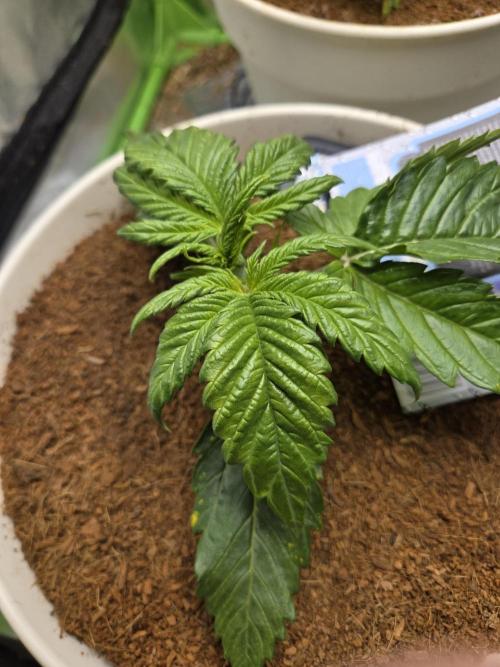 Permanent Jealousy XL Auto. Week 3