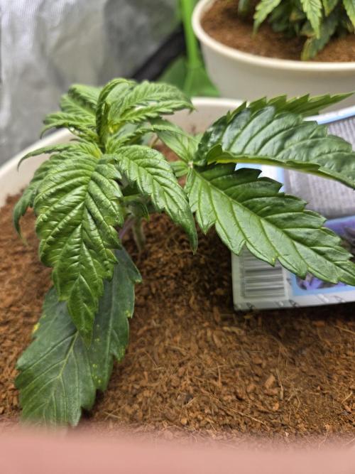 Permanent Jealousy XL Auto. Week 3