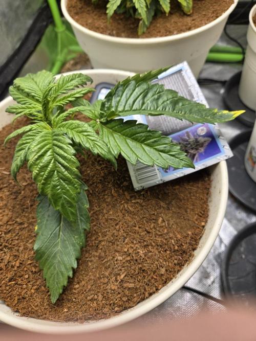 Permanent Jealousy XL Auto. Week 3