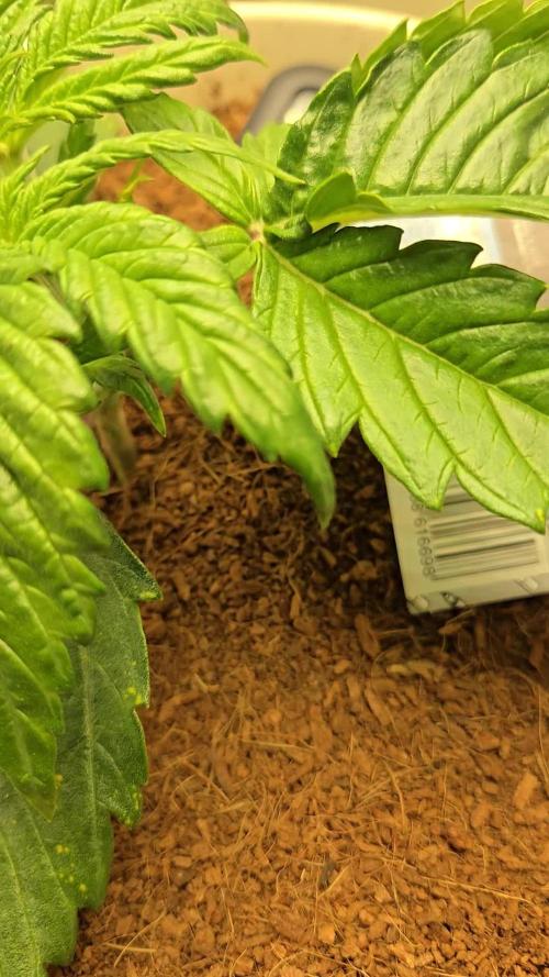 Permanent Jealousy XL Auto