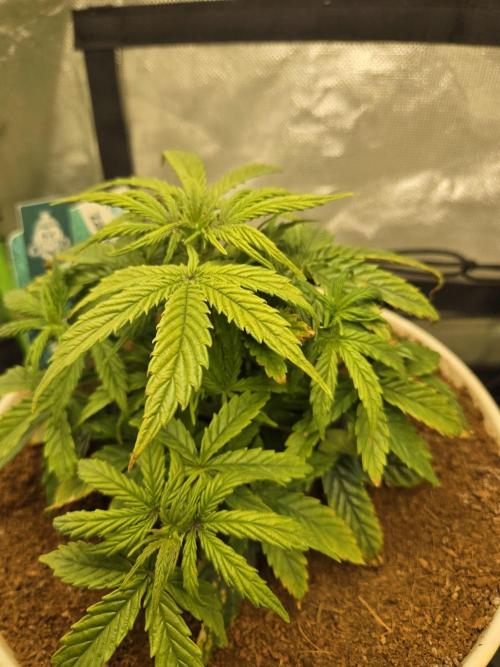 🐺Animal Mints 🚀Community Grow🚀. Week 5