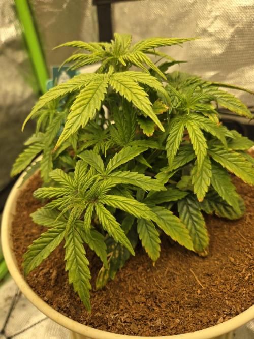 🐺Animal Mints 🚀Community Grow🚀. Week 5