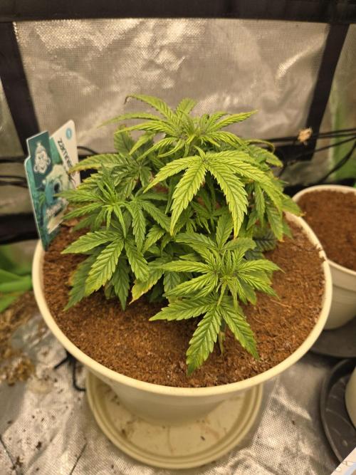 🐺Animal Mints 🚀Community Grow🚀. Week 5