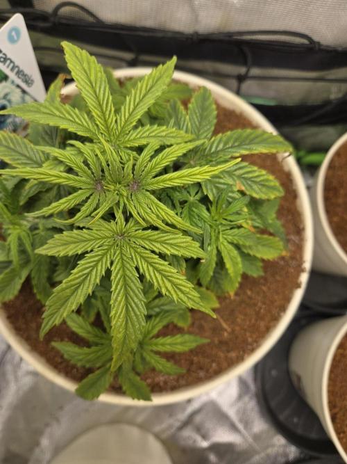 🐺Animal Mints 🚀Community Grow🚀. Week 5