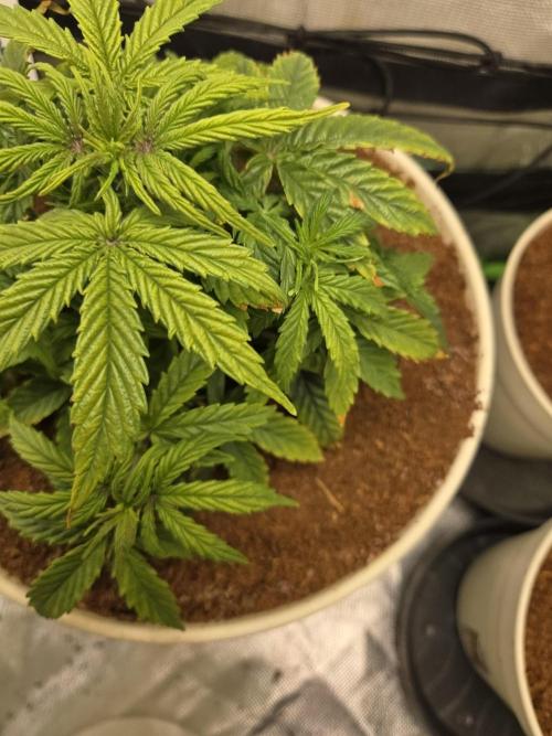 🐺Animal Mints 🚀Community Grow🚀. Week 5