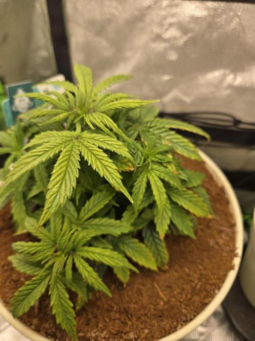 🐺Animal Mints 🚀Community Grow🚀. Week 5