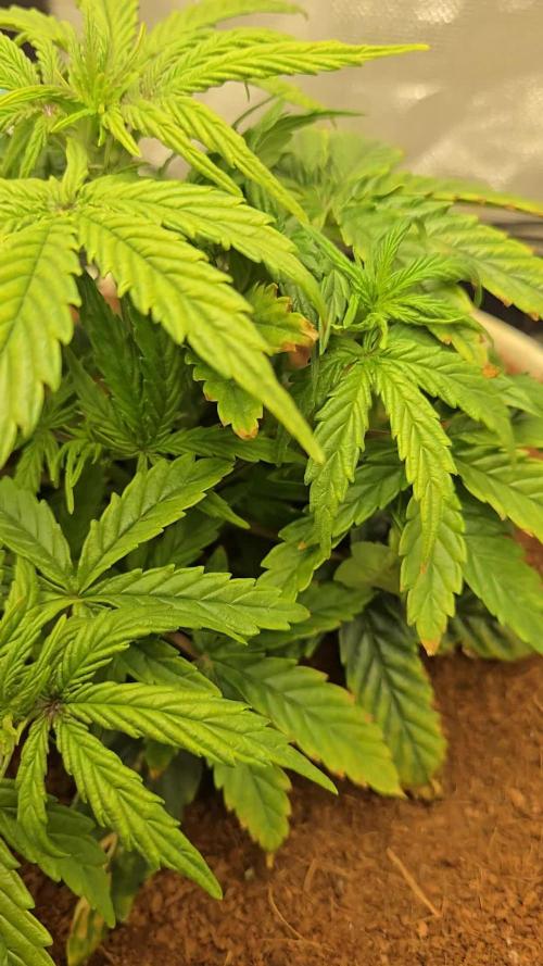 🐺Animal Mints 🚀Community Grow🚀