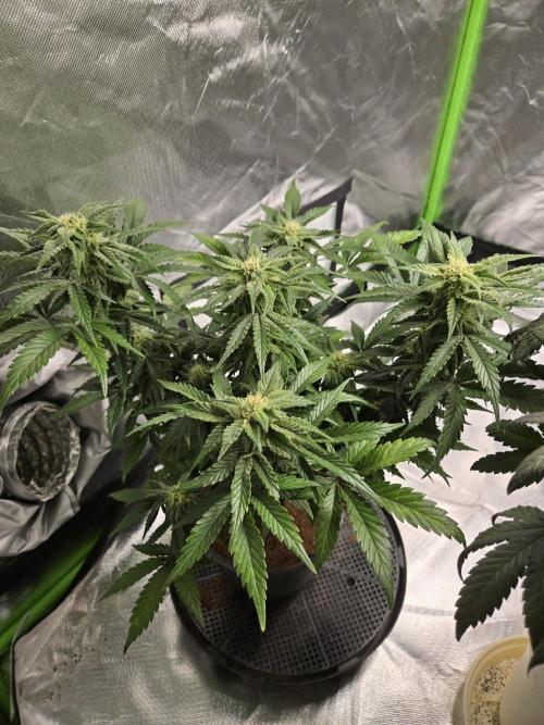 Air Kush by Adonhusa Genetics. Week 9