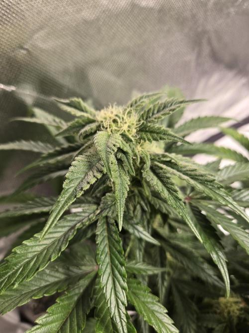 Air Kush by Adonhusa Genetics. Week 9