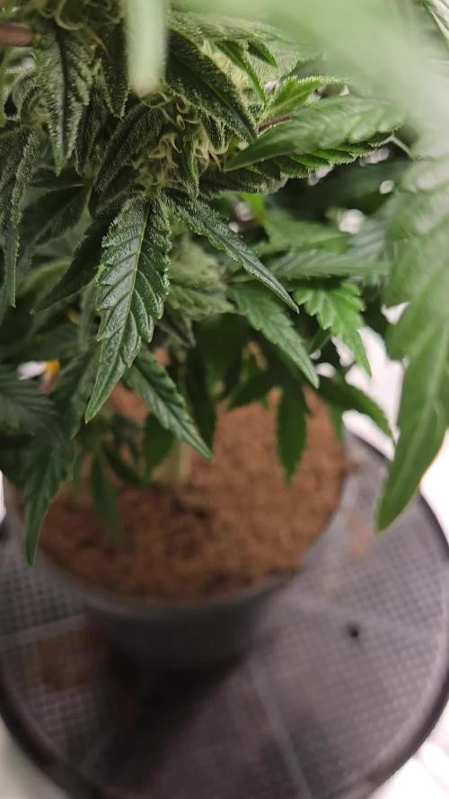 Air Kush by Adonhusa Genetics