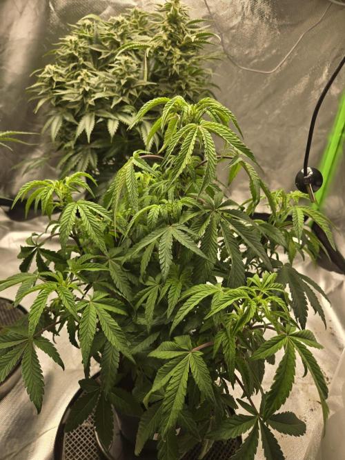 🍋 Super Lemon Haze × 🌌 RS11. Week 8