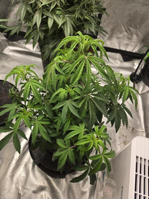 🍋 Super Lemon Haze × 🌌 RS11. Week 8