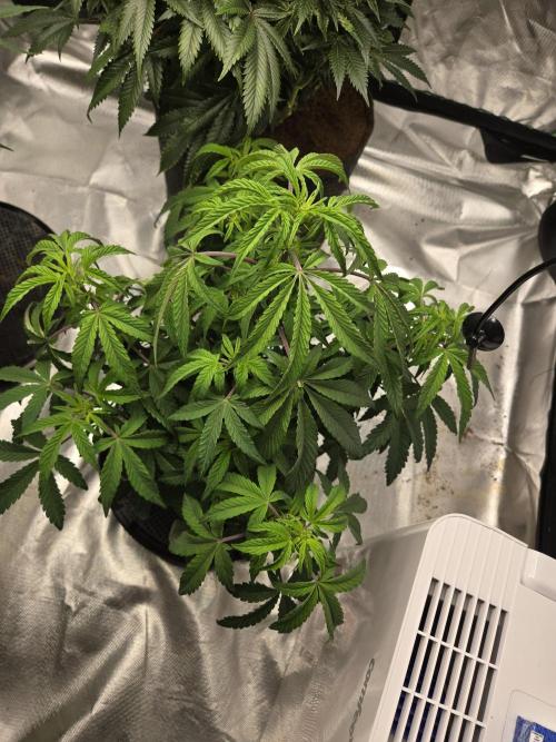 🍋 Super Lemon Haze × 🌌 RS11. Week 8