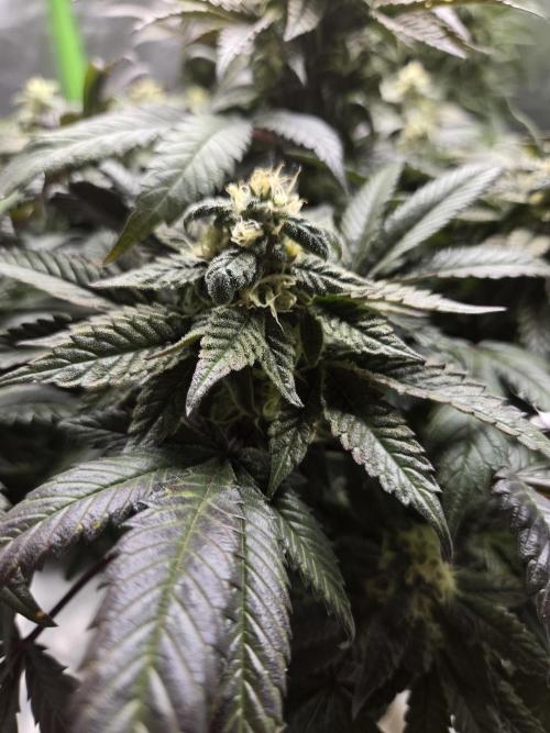 🏀 Papayton🏀. Week 16