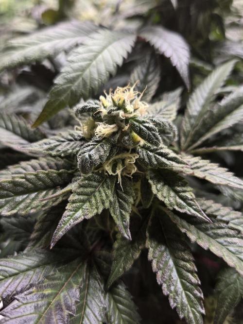 🏀 Papayton🏀. Week 16