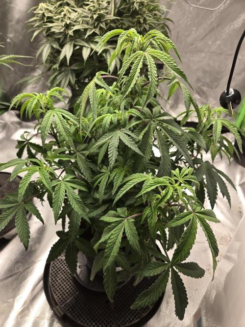 🍋 Super Lemon Haze × 🌌 RS11. Week 8