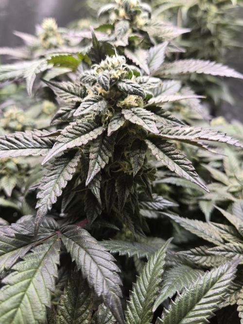 🏀 Papayton🏀. Week 16