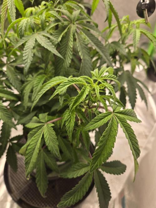 🍋 Super Lemon Haze × 🌌 RS11. Week 8