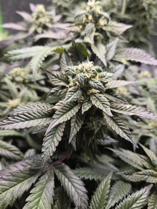 🏀 Papayton🏀. Week 16