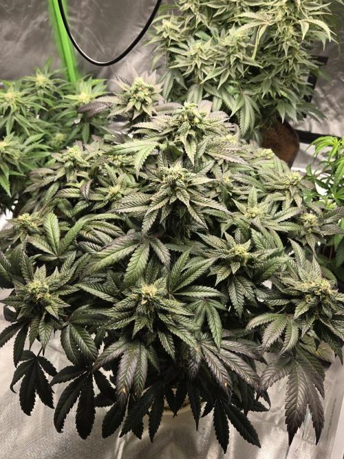 🏀 Papayton🏀. Week 16