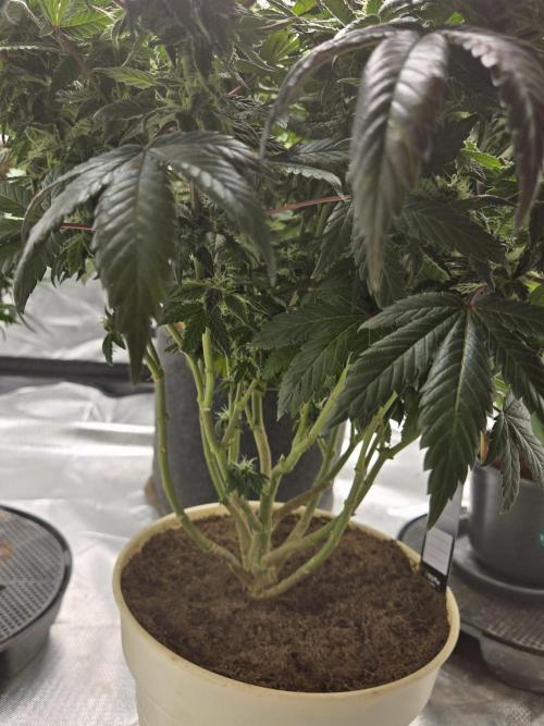 🏀 Papayton🏀. Week 16