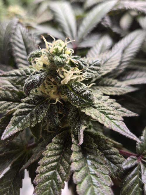 🏀 Papayton🏀. Week 16