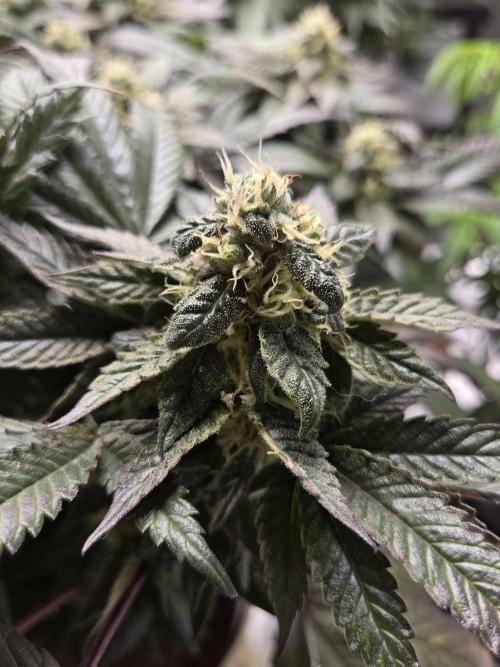 🏀 Papayton🏀. Week 16