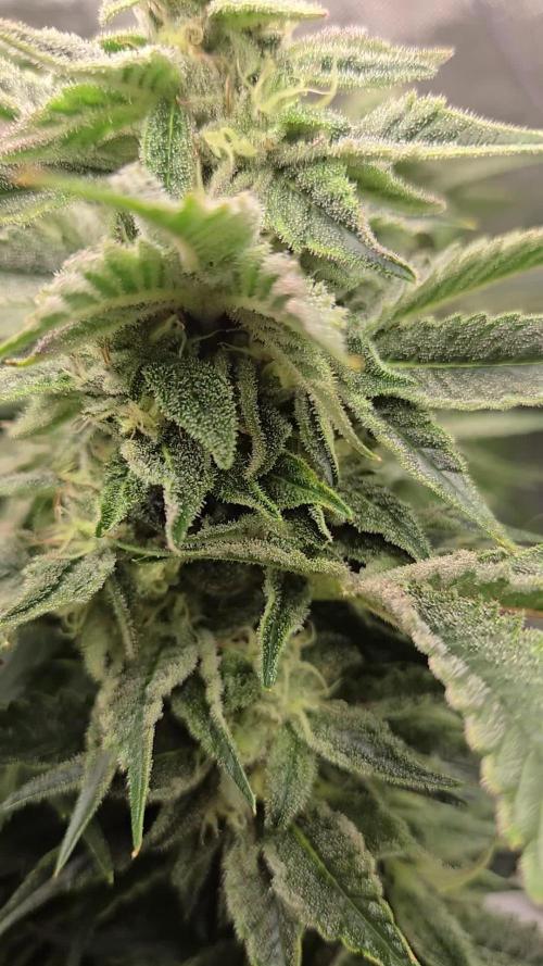 🍋Lemon Mandarine🍊