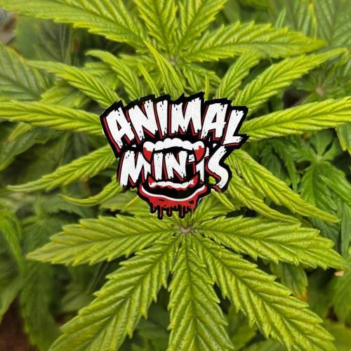 🐺Animal Mints 🚀Community Grow🚀. Week 5