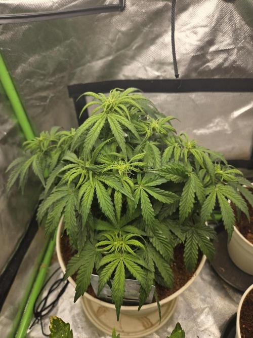 🐺Animal Mints 🚀Community Grow🚀. Week 6