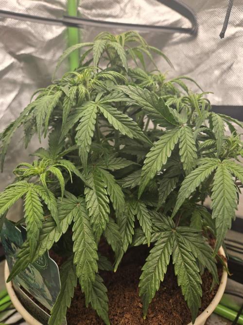 🐺Animal Mints 🚀Community Grow🚀. Week 6