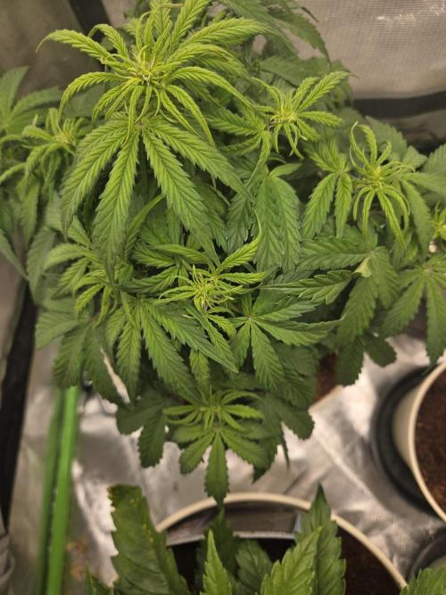 🐺Animal Mints 🚀Community Grow🚀. Week 6