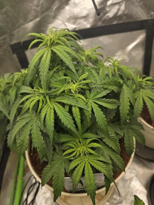 🐺Animal Mints 🚀Community Grow🚀. Week 6