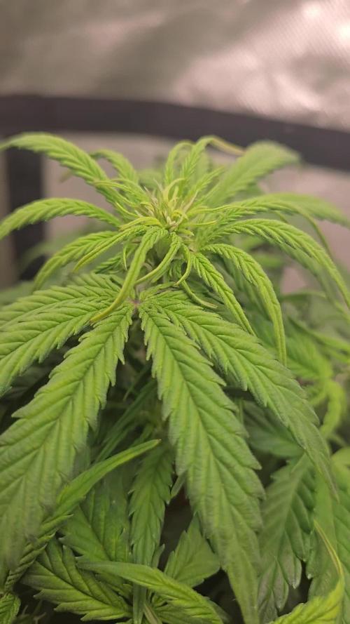 🐺Animal Mints 🚀Community Grow🚀