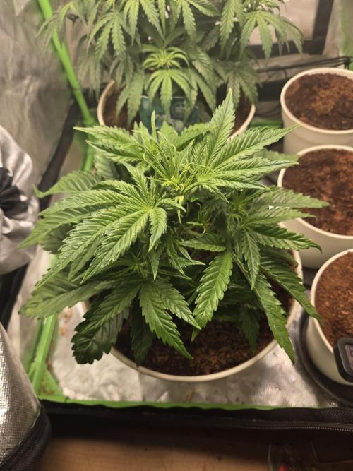 Permanent Jealousy XL Auto. Week 4