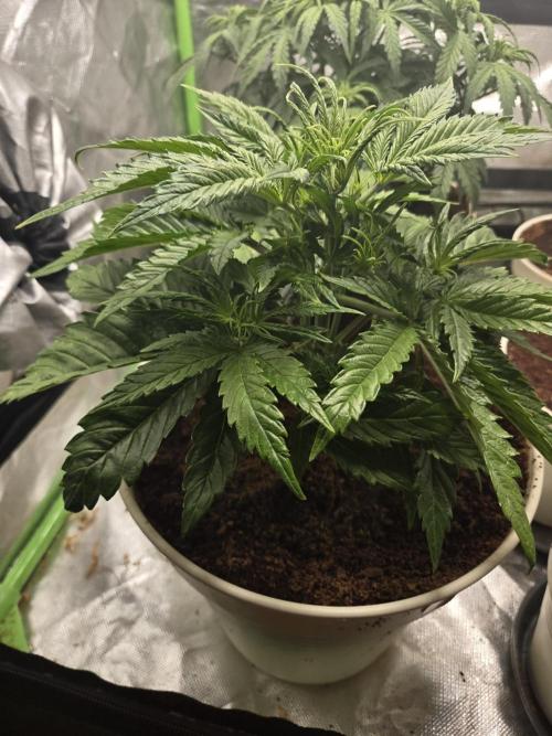 Permanent Jealousy XL Auto. Week 4