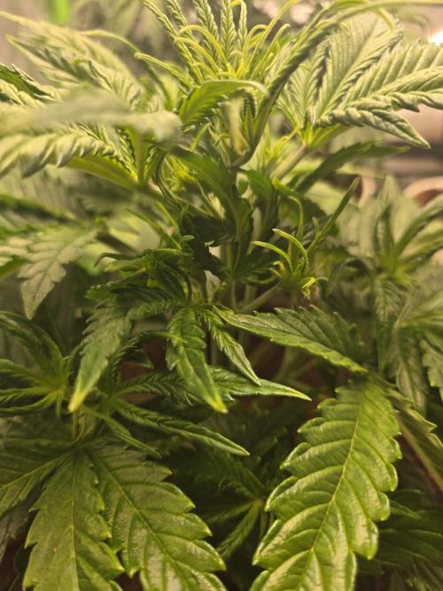 Permanent Jealousy XL Auto. Week 4